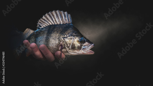 Slika na platnu A beautiful perch in the hand of a fisherman
