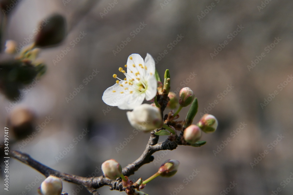 Swall white flowers with tender petals on the tree branch Swall white flowers with tender petals on the tree branch