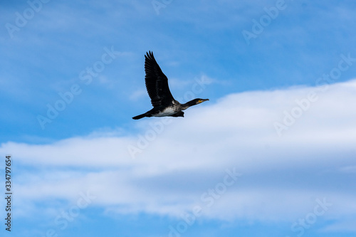 Flying bird - Akureyri Bay - Golden Circle © tommaso