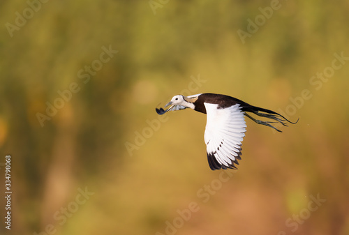 Pheasant tailed Jacana flying 