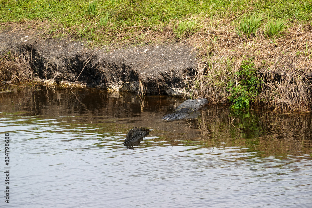 Obraz premium An alligator laying in a grassy Florida swamp sunning itself