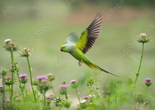 Rose ringed parakeet  © tahir