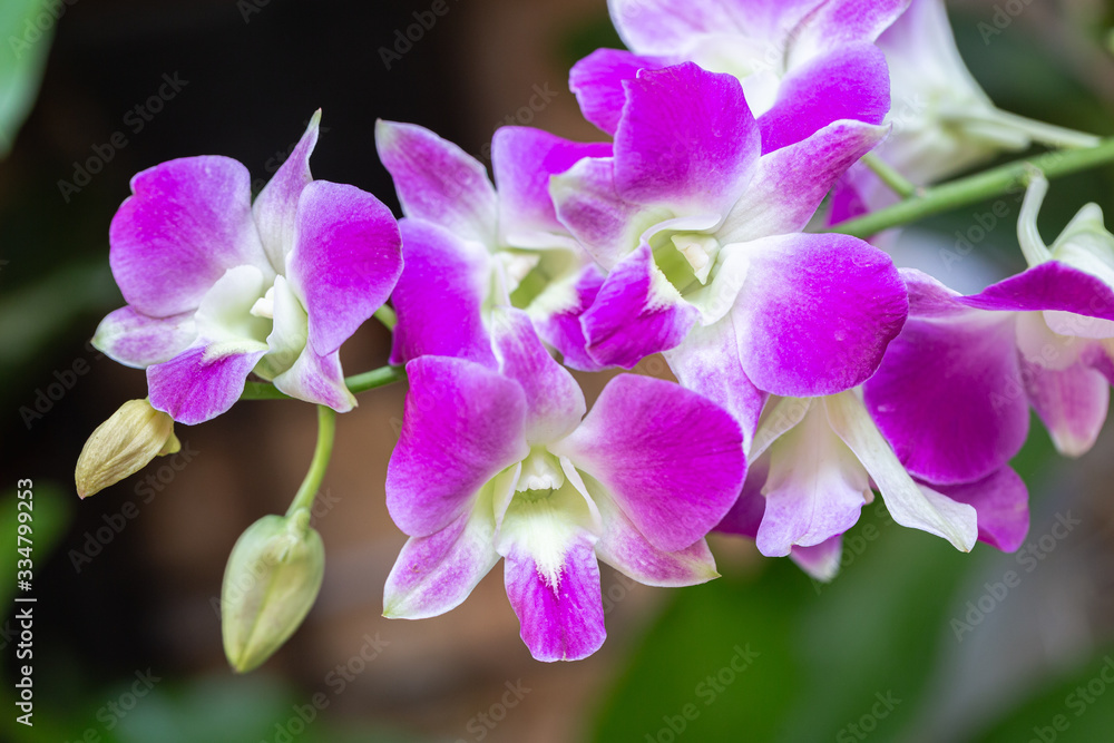 Orchid flower in orchid garden at winter or spring day for beauty and agriculture concept design. Dendrobium Orchidaceae. Orchid flower in orchid garden at winter or spring day for beauty and agriculture concept design. Dendrobium Orchidaceae.