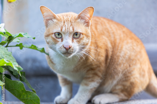 Cute domestic cat look at camera. Thai orange and white cat.