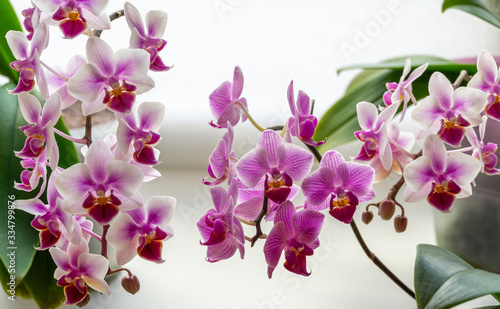 Soft focus of beautiful branches of mini orchids Brother Pico Sweetheart and Sogo Vivien. Phalaenopsis, Moth Orchid are on white blurry background. Lovely idea for any design. Place for your text