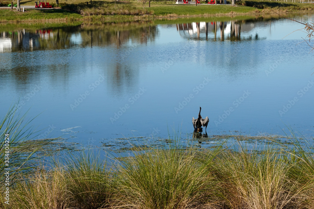 An anhinga sitting on the shore of a pond in a neighborhood.