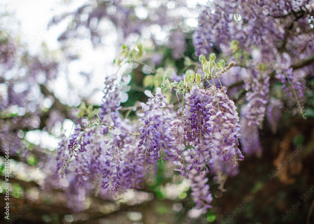 Fototapeta premium Chinese wisteria