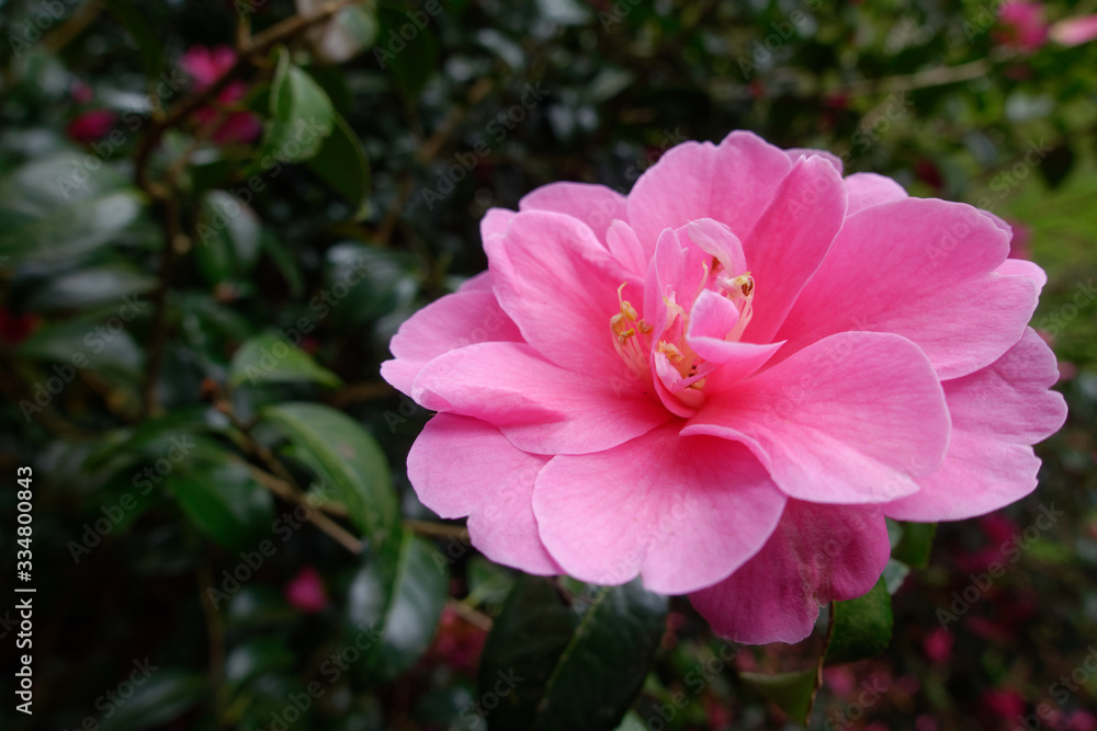 Pink Camelia in Full Bloom Pink Camelia in Full Bloom