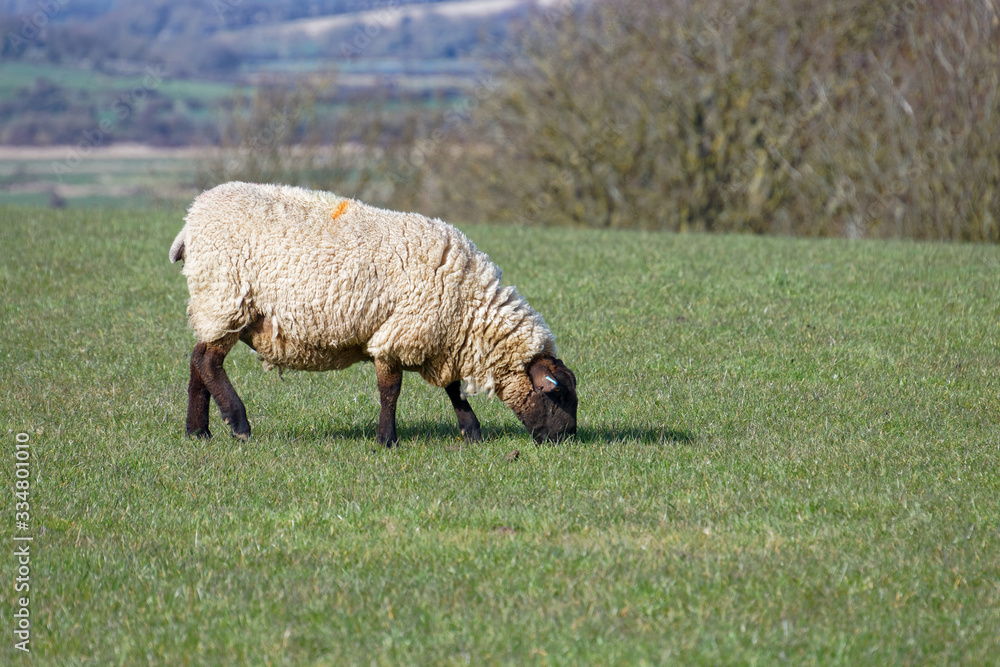 Sheep at Home on the South Downs in Sussex Sheep at Home on the South Downs in Sussex