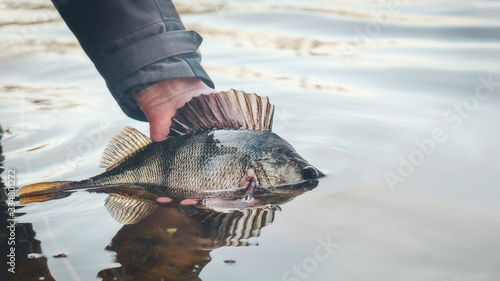 A beautiful perch in the hand of a fisherman. photo