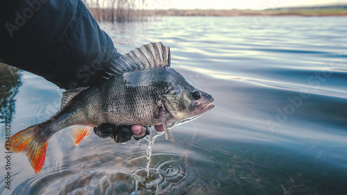 Foto A beautiful perch in the hand of a fisherman.