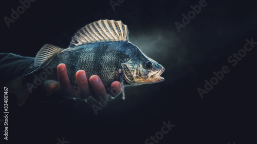 A beautiful perch in the hand of a fisherman. On a black background.