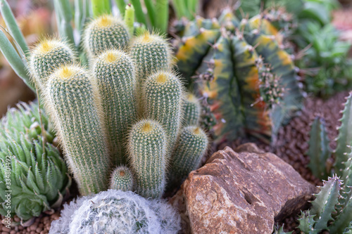 Succulents or cactus in desert botanical garden for decoration and agriculture design.