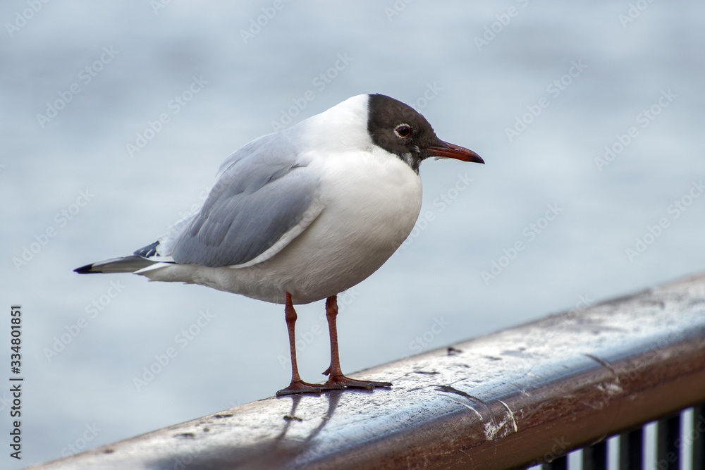 Black-headed Gull on a Railing by the River Thames Black-headed Gull on a Railing by the River Thames