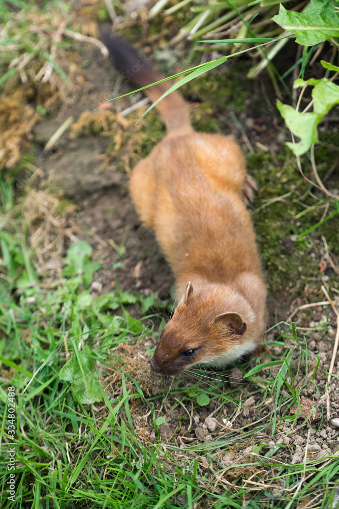 Least Weasel (Mustela nivalis) Least Weasel (Mustela nivalis)