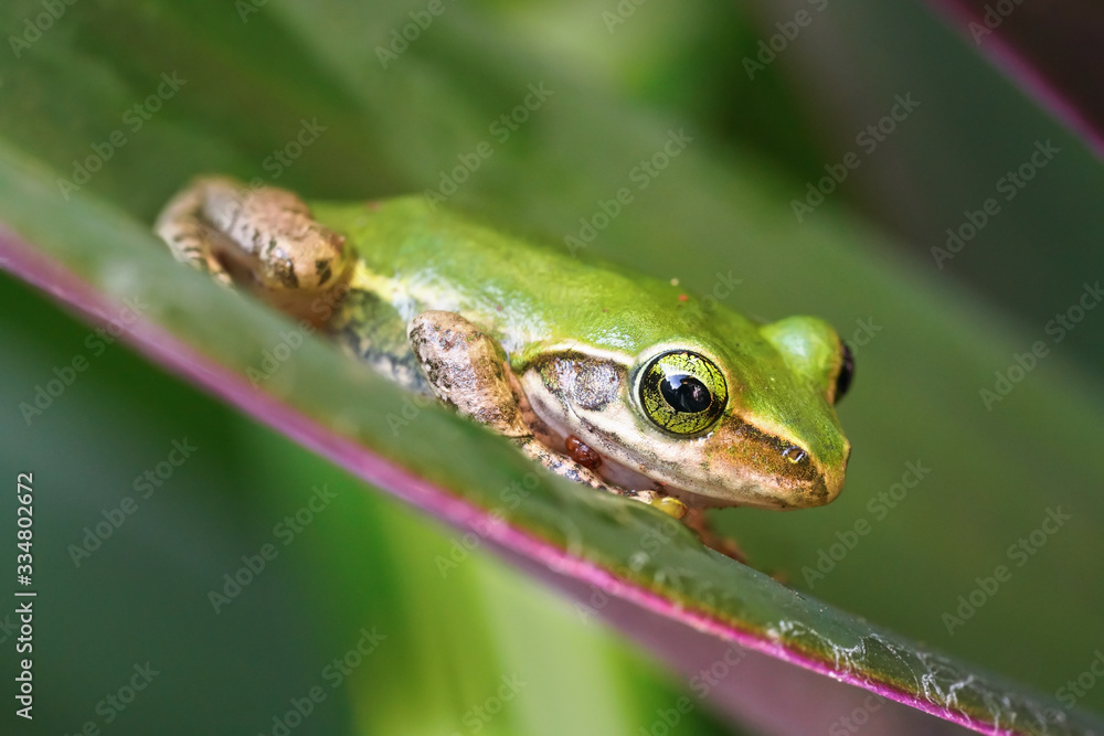 Small Madagascar green tree frog resting on green leaf, closeup detail Small Madagascar green tree frog resting on green leaf, closeup detail