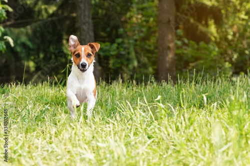 Jack Russell terrier running towards camera over green grass meadow, her fur wet from swimming in river,