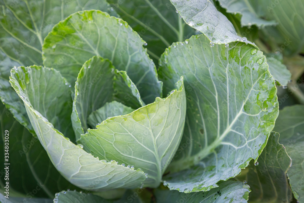 Cabbage vegetables in harvest field for health, food and agriculture concept design Cabbage vegetables in harvest field for health, food and agriculture concept design