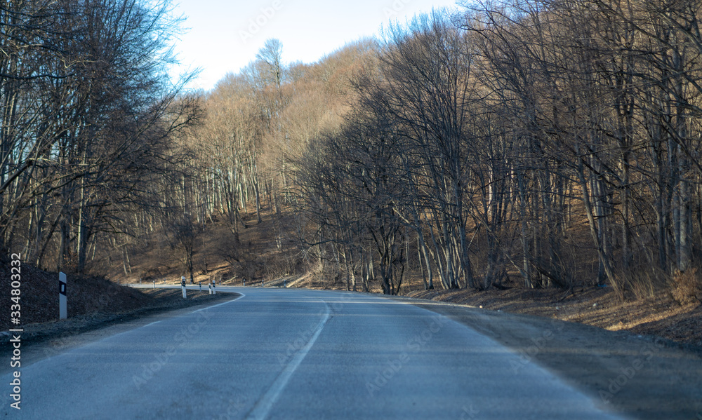 Fototapeta premium The road leading to the forest
