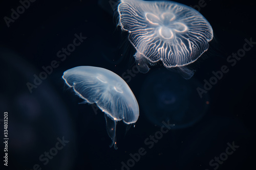 Transparent jellyfish swimming underwater in Aquarium. Marine life background. © Tavan