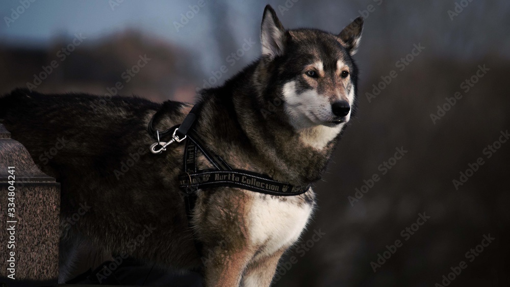 perro, husky, animal, mascota, siberiano, retrato, blanco, canis lupus, pelaje, canino, engendrar, cachorro, negro, cuca, alaskeño, malamute de alaska, azul, domestica, ocular, amiga, nieve, perro, husky, animal, mascota, siberiano, retrato, blanco, canis lupus, pelaje, canino, engendrar, cachorro, negro, cuca, alaskeño, malamute de alaska, azul, domestica, ocular, amiga, nieve,