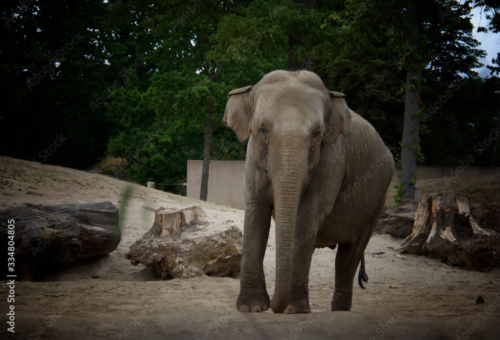 Fototapeta premium elephant in the zoo