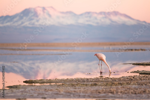 flamingo on the north of chile, san pedro de atacama