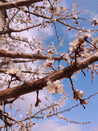 branch of a tree in spring