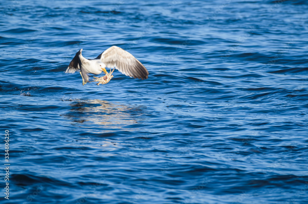 Fototapeta premium seagull catching fishing on the sea