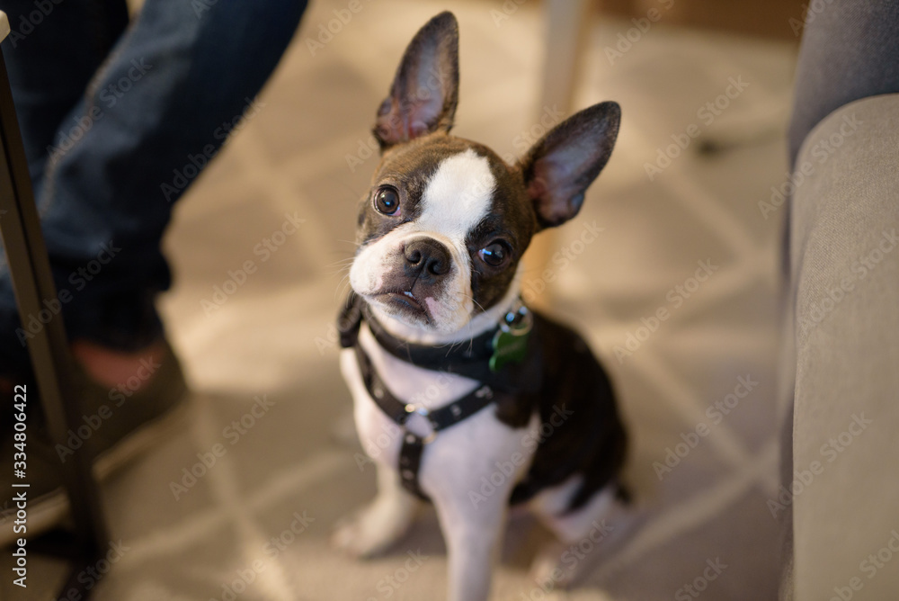 a tiny Boston terrier looking with tender face
