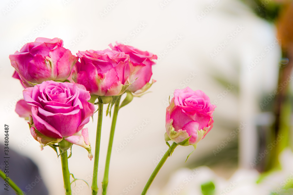 Fototapeta premium flower arrangement with pink and green leafs