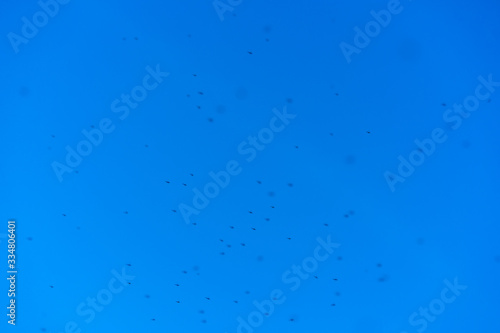 Swarm of mosquitoes in the sky