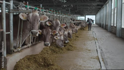Livestock farm, cows, cattle counting (tags, branded microchips)