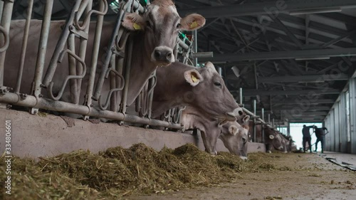 Livestock farm, cows, cattle counting (tags, branded microchips)