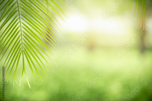 Close up of beautiful nature view green leaf on blurred greenery background under sunlight with bokeh and copy space using as background natural plants landscape  ecology wallpaper concept.