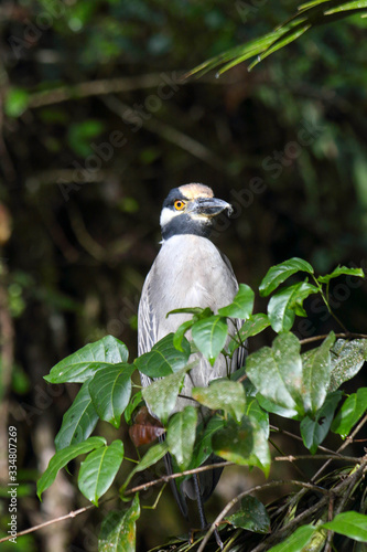 ycticorax violaceus bird sitting around leaves in Tortuguerro Costa Rica, Central America photo