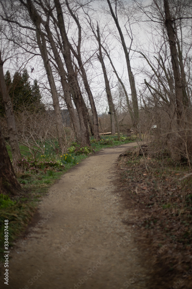 road in the forest