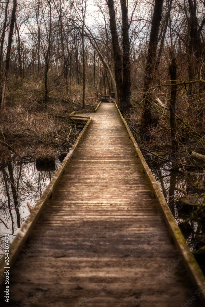 wooden bridge in the forest