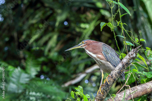 Butorides virescens sitting on limb close to water in Tortuguerro, Costa Rica, Central America photo