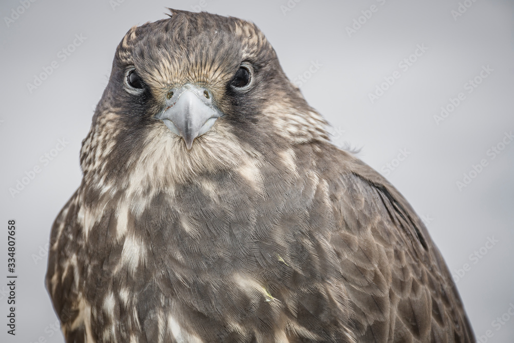 Bayan-Olgii, Mongolia - Portrait of a baby falcon that was being trained to hunt. Bayan-Olgii, Mongolia - Portrait of a baby falcon that was being trained to hunt.