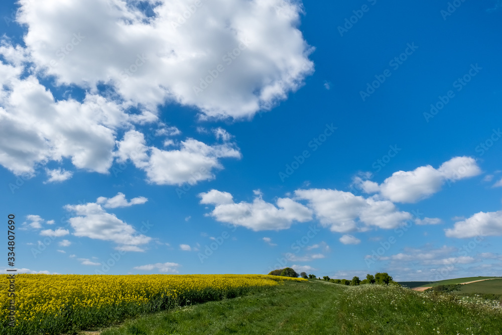 Rapeseed in the Rolling Sussex Countryside Rapeseed in the Rolling Sussex Countryside