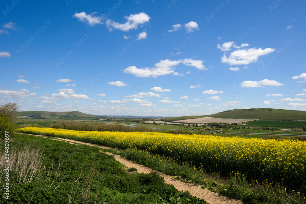 Fototapeta premium Rapeseed in the Rolling Sussex Countryside