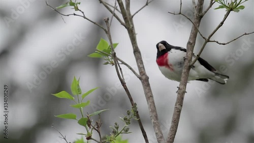 Rose Breasted Grosebeak In Tree photo