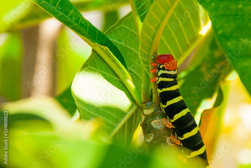 Check out this guy! Its actually called a Frangipani Worm which if that's not cool enough, due to its color some people call it a rastapillar.  © drew