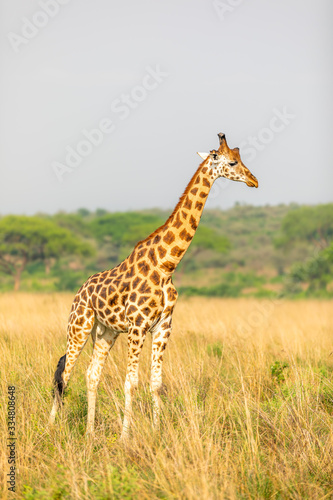 Rothschild s giraffe   Giraffa camelopardalis rothschildi   Murchison Falls National Park  Uganda.