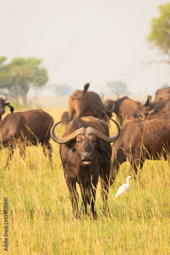 Female African buffalo or Cape buffalo  Syncerus caffer   Murchison Falls National Park  Uganda.