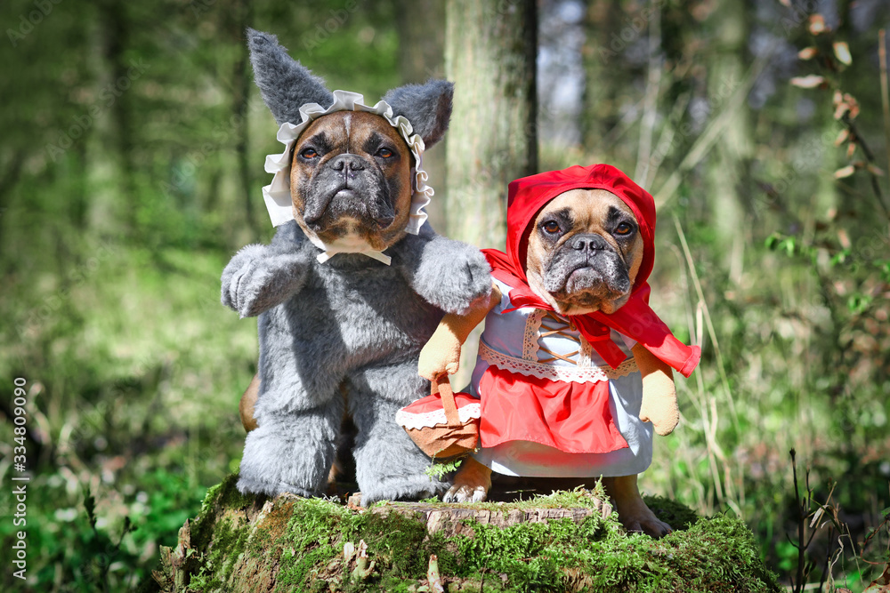 Pair of French Bulldog dogs dressed up as fairytale characters Little ...