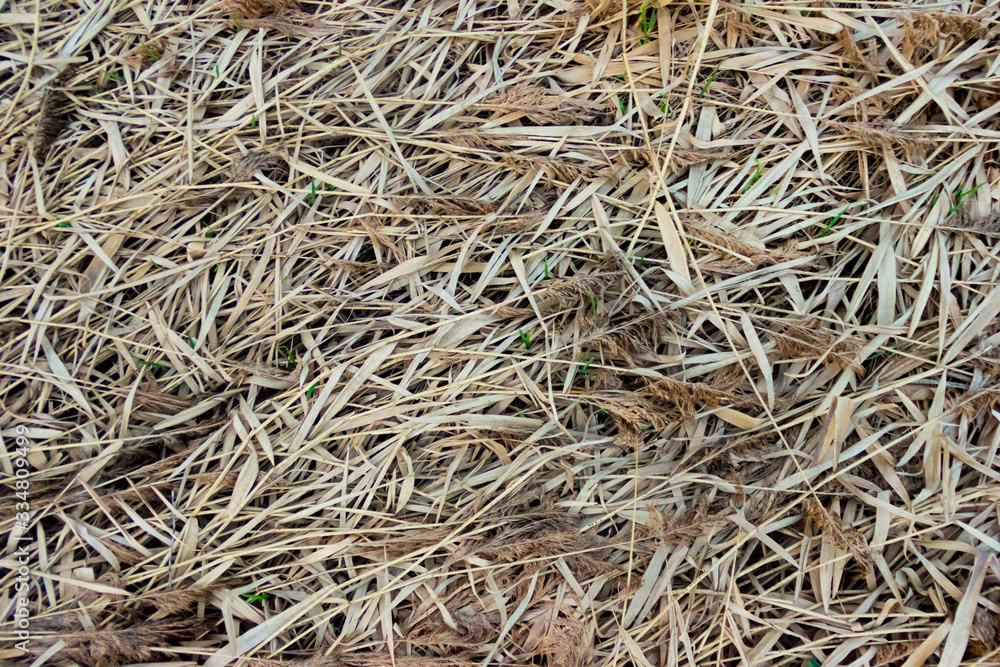 Texture of the dry yellow grass for using as backgroud