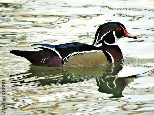 The duck