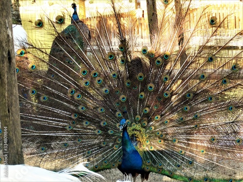 peacock with feathers out